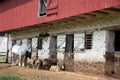 Historic Barn with Animals Ã¢â¬â Hopewell Furnace Royalty Free Stock Photo